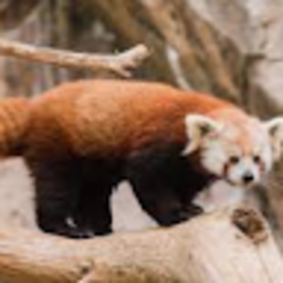 Profile Picture of Thomas Olson (@thomasolson887) on Poshmark