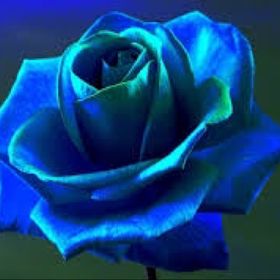 Profile Picture of Sheree Jacobson (@jacobson1706) on Pinterest