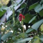 Profile Picture of Yasemin Bulut Solmaz (@yasemin.bul) on Instagram