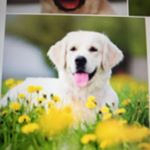 Profile Picture of Booby Yuen (@yuen.bobby) on Instagram