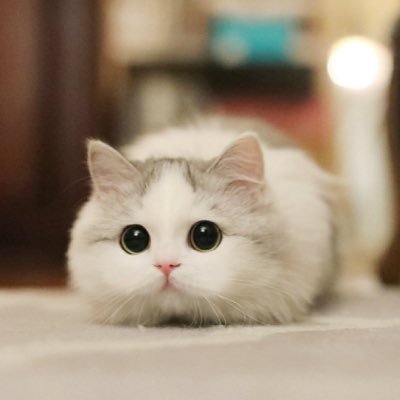 Profile Picture of Liu Xi (@liuxi0325) on Twitter