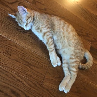 Profile Picture of Marc Bramblett (@shadetreemb) on Twitter