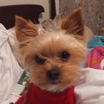 Profile Picture of Josie Blevins (@Josie-Blevins) on Facebook