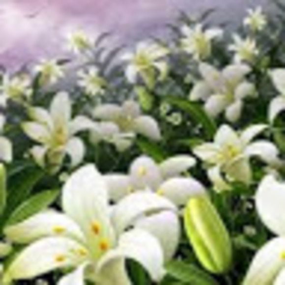 Profile Picture of Lily He (@lilianhk) on Poshmark