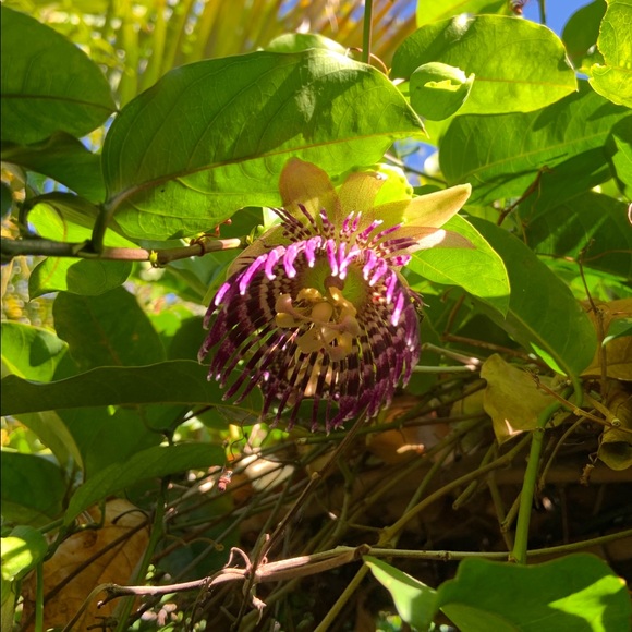 Profile Picture of Ashley Okimoto (@ashfars) on Poshmark