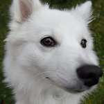 Profile Picture of David Yang (@Voxelate) on Flickr