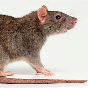Profile Picture of Timothy The Lab Rat (@TimothyTheLabRat) on Youtube