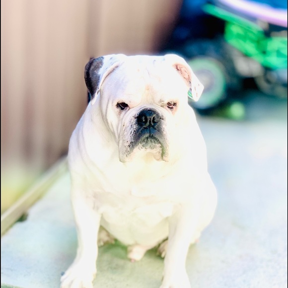 Sara Gulliford - Poshmark Profile Picture of Sara Gulliford (@saragulliford) on Poshmark