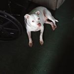 Profile Picture of Peggy Patches (@peggypatches) on Instagram