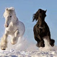 Shaylee And Narissa Stephens - Quora Profile Picture of Shaylee And Narissa Stephens (@shaylee-and-narissa-stephens) on Quora