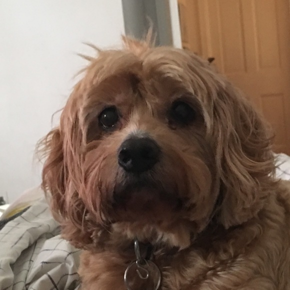 Profile Picture of Jennifer Mineo (@jenbennysells) on Poshmark