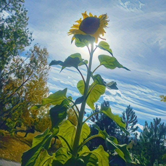 Profile Picture of Melissa Raynard (@liss_rayna) on Poshmark