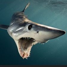 Profile Picture of Bradshark (@BradshawShae) on Twitter