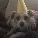 Profile Picture of Neil O'Connell (@neilaoconnell) on Instagram