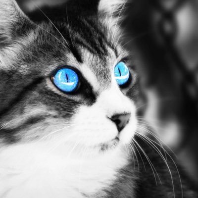 Profile Picture of Dani3l (@JimVaz13) on Twitter