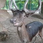 Profile Picture of Pédro Lama (@pedro_le_fifou) on Instagram