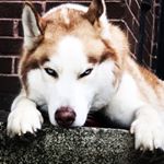 Profile Picture of Guerlaine McClelland (@miracle_husky_max) on Instagram