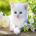 Profile Picture of Saju Palathinkal (@saju.palathinkal) on Facebook