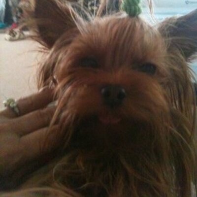 Profile Picture of Janet McDavid (@grannyllama) on Twitter