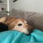 Profile Picture of Joey Robison Swanner (@jojoswanner) on Instagram