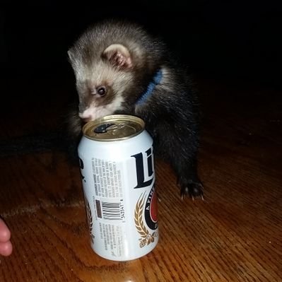 Profile Picture of Weasel (@JoeStudly1) on Twitter