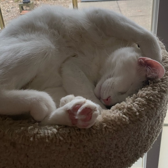 Profile Picture of Olivia Sarli (@livsarli) on Poshmark