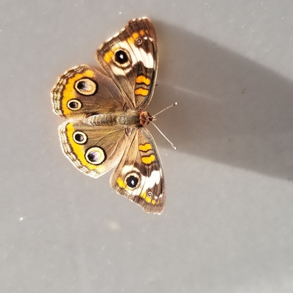 Natalie Baldassano - Poshmark Profile Picture of Natalie Baldassano (@unfortunatalie) on Poshmark