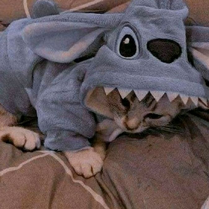 Profile Picture of PAU_STICH (@pau_stich) on Tiktok