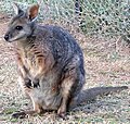 Profile Picture of Tammar wallabyon Wikipedia