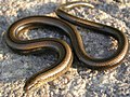 Profile Picture of Limbless vertebrateon Wikipedia
