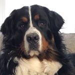 Profile Picture of Walter (@this.is.walters.world) on Instagram
