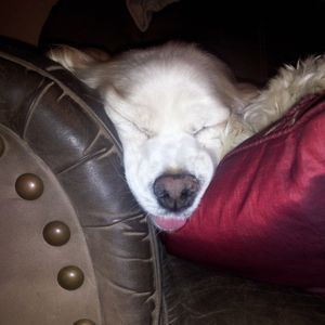 Profile Picture of Catlittle (@catlittle1) on Myspace