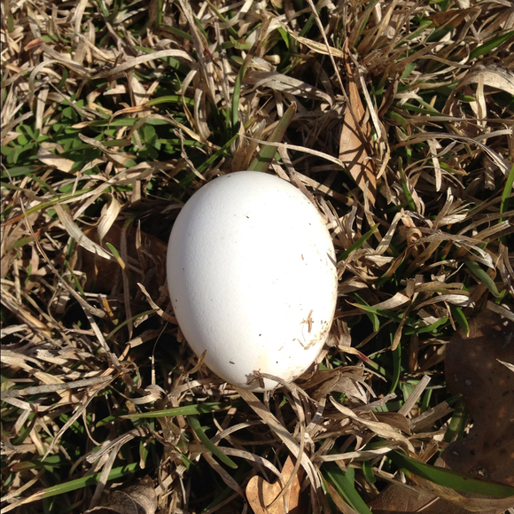 Profile Picture of R. Jordan (@jordanrt) on Poshmark