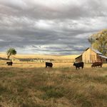 Profile Picture of Phyllis Biggers (@phyllisbiggers) on Instagram