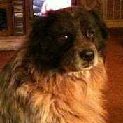 Profile Picture of Ray Rogers (@Schypoke) on Youtube