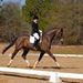 Profile Picture of Carolyn Luther (@carovetpin) on Pinterest