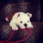 Profile Picture of Huck (@sirwilliamhuckleberry) on Instagram