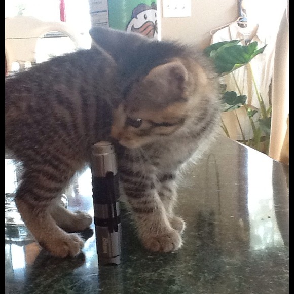 Profile Picture of Moon Ray (@moonray7209) on Poshmark