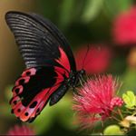 Profile Picture of Corrie Carroll (@corriecarroll) on Instagram