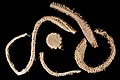 Profile Picture of Brisinga endecacnemoson Wikipedia