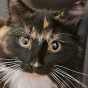 Profile Picture of Sam Witterick (@samwitterick2189) on Youtube