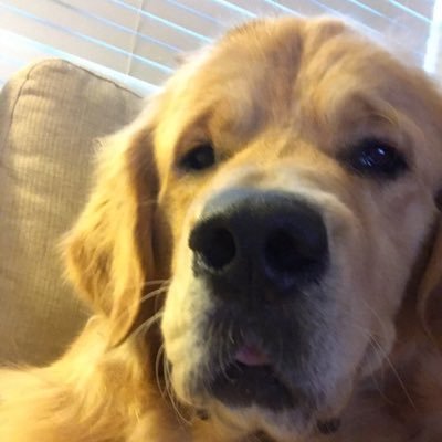 Profile Picture of Connor McPherson (@CMcPherson95) on Twitter