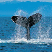 Profile Picture of Hans Gabriel Gernan (@hansgaboable) on Youtube