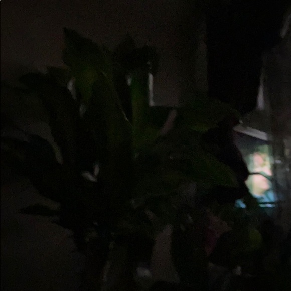 Profile Picture of Lisa Wheeler (@1raregem1972) on Poshmark