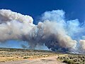 Profile Picture of White Sage Fireon Wikipedia