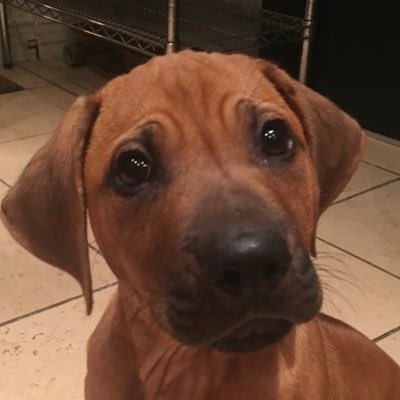 Profile Picture of Jeremy Henshaw (@Jeremych66) on Twitter