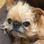 Profile Picture of Bob (@grumpygriffbob) on Instagram