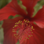 Profile Picture of Red Hibiscus Photography (@charlotte elaine wright) on Flickr