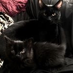 Profile Picture of Onyx Ray & Ozzy Osborne (@onyxandozzy) on Instagram