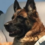 Profile Picture of peter hoggett (@hochu71) on Instagram